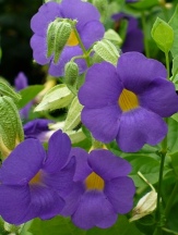 Perennials copyright � almostedenplants.com